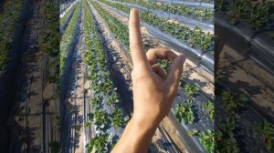 Сорт клубники который не болеет!