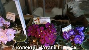 Столик Наталії Гнатюк. Фіалки, стрептокарпуси. Виставка фіалок у Києві, 12.02.2020 р. Частина 4.