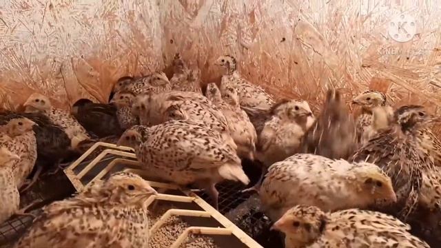 Как избавиться от бездомных собак ?//Выход есть? смотреть онлайн