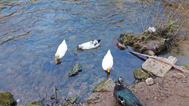 🇹🇷 верхний Водопад Дюден! ВХОД 1,5 ЕВРО.СТОИТ ЛИ ЕХАТЬ. Анталия Турия #влог смотреть онлайн
