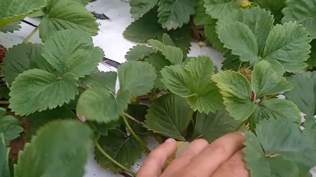 Клубника сорт "Чамора туруси" - вся правда - обзор сорта. смотреть онлайн