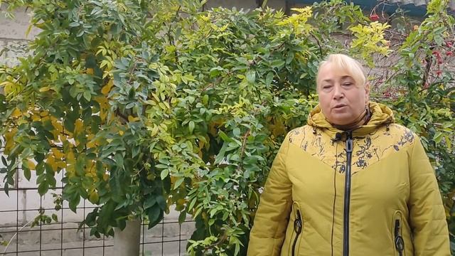 Все о зимнем укрытии роз! Важные моменты!