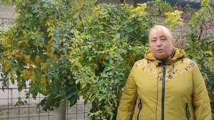 Все о зимнем укрытии роз! Важные моменты!