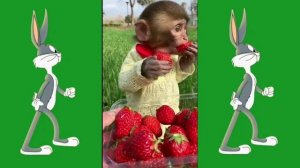 Планета обезьян