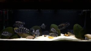 Фронтоза Бурунди & Моба. 22.01.2020 г.Затаились перед кормлением.