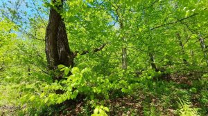 Sounds of Spring Nature in the Mountain Forest