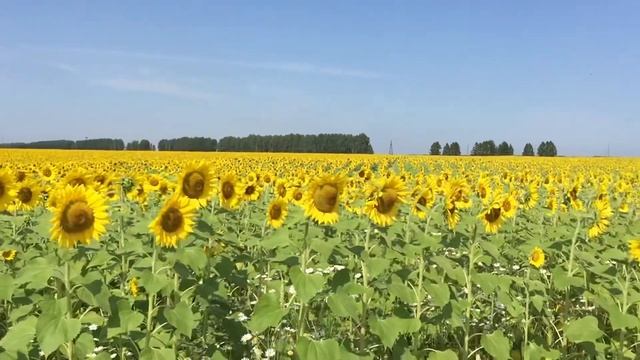 Поле подсолнухов Кармаскалинский район Республика Башкортостан