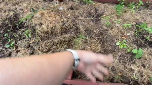 Что делать с грядками после сбора урожая? Мульчировать или нет?