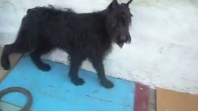 п-к Роман-Кош..Щенки Венеции 3 мес.атакуют старшую сестру РК Евридику 2. РК Жакерия, Жермон , Жасми смотреть онлайн