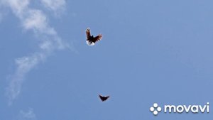 27 июня 2023 г.Николаевские голуби Мариуполя, приучаю молодежь к дому.