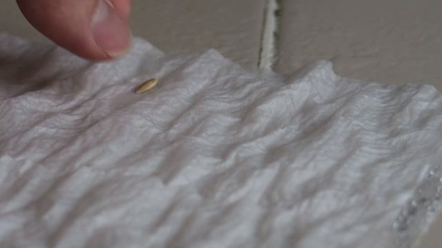 Как прорастить семена огурцов? // безгрунтовой 100% способ смотреть онлайн