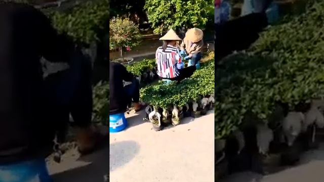 Ficus ginseng смотреть онлайн