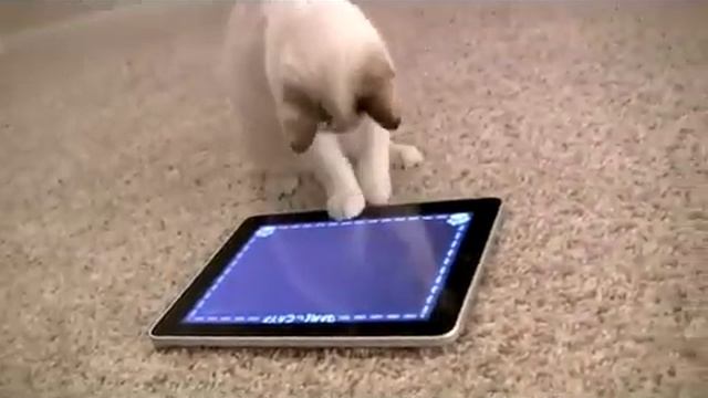 iPad Game for Cats: The World's Greatest Video Game (for cats, not humans) смотреть онлайн