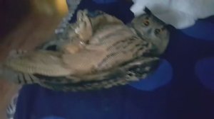 Перевёрнутый филин Ёлка. Сова лежит на спине