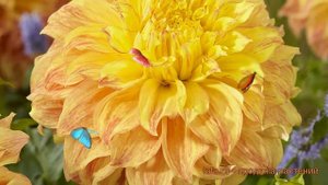 Георгина декоративная Эль Соль (dahlia el sol) ? обзор: как сажать, луковицы георгины Эль Соль