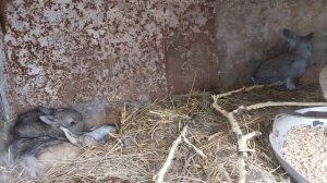 Зимний окрол