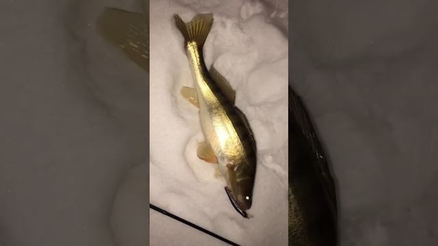 А вы знали почему у судака светятся глаза? смотреть онлайн