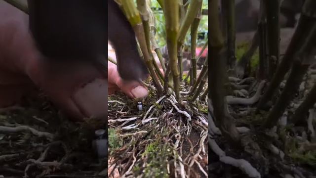 How amazing to grow orchids propagate plant fast and easy #2762 смотреть онлайн