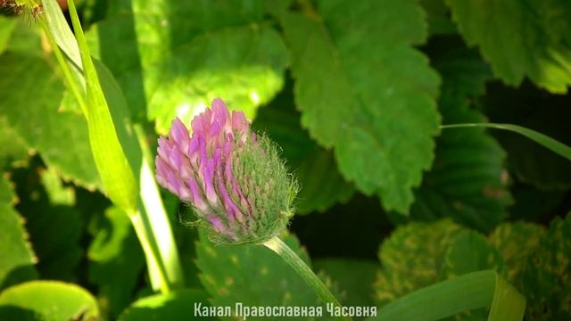 Духовные наставления Иоанна Кронштадтского