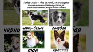 Познавательное видео про породу собаки Бордер – колли