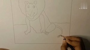 How to draw loin | A&H drawing and craft official