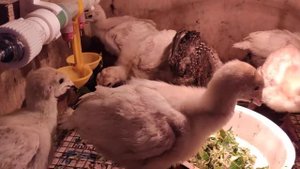 Пропойка индюшат,исправляем суставчик ,ножка ушла в сторону.