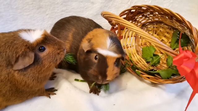 НОВЫЙ ПИТОМЕЦ. ЗАВОДИМ МОРСКУЮ СВИНКУ? КАК ВЫБРАТЬ МОРСКУЮ СВИНКУ. ЧТО НУЖНО ЗНАТЬ О МОРСКИХ СВИНКА смотреть онлайн