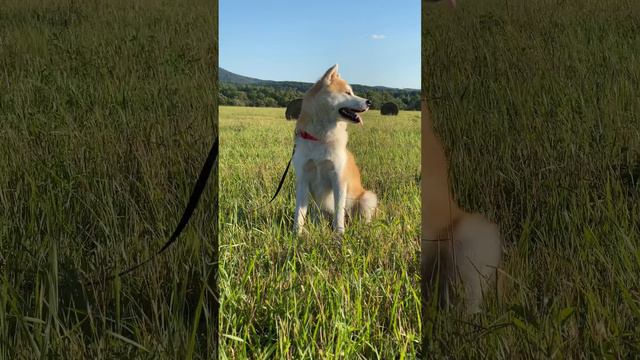 Верный друг🧡 #акита#акитаину#хатико#жизньссобакой#animalsreels#akita