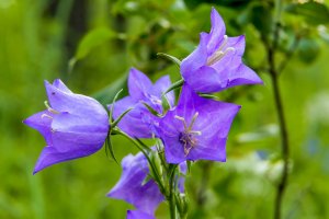 Цветок женского имени Валерия - колокольчик.mp4