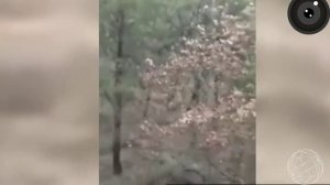 5 Неизвестных науке существ снятых на камеру.