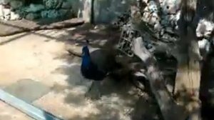 МОЖЕТ ЛИ ПАВЛИН ЛЕТАТЬ?