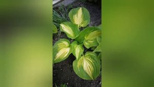 Луки и эти незаменимые хосты!!!