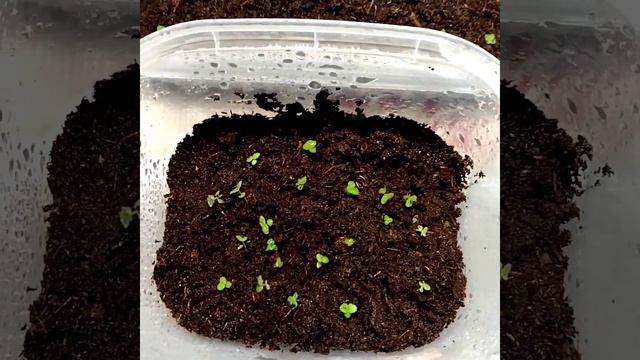 #063 Первая пикировка сеянцев глоксинии смотреть онлайн