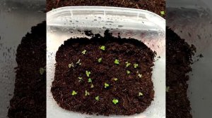 #063 Первая пикировка сеянцев глоксинии