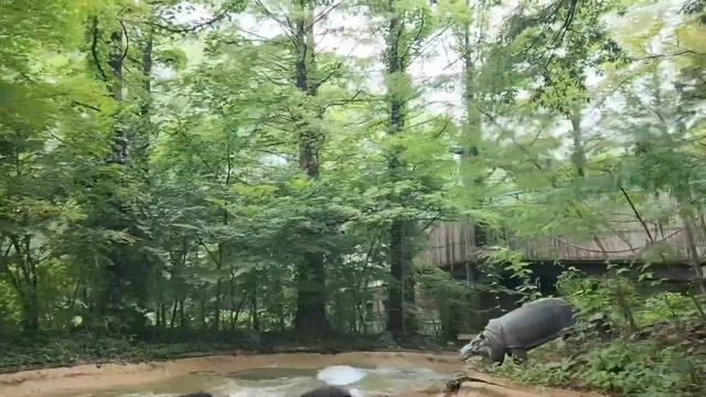 Poly TRAVEL VLOG [sub] Эверлэнд (에버랜드)| EVERLAND смотреть онлайн