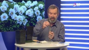 Размножение древовидных пионов прививкой