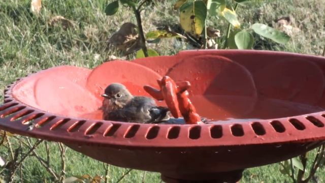 Birds in Bird Bath Fuji HS25EXR welded cast iron bath with Harbor Freight welder смотреть онлайн
