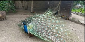 Павлин красуется хвостом