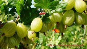 Крыжовник обыкновенная Снежана (snezhana) ? обзор: как сажать, саженцы крыжовника Снежана