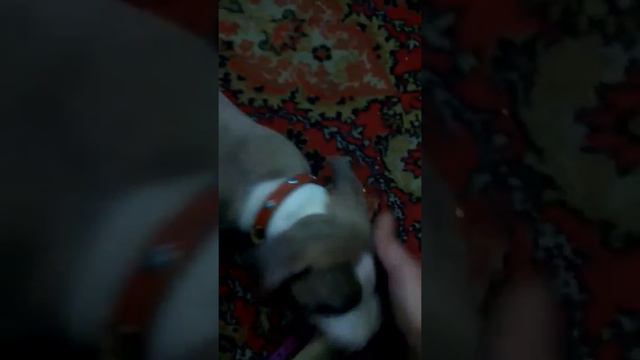 Двухмесячный амстаф смотреть онлайн