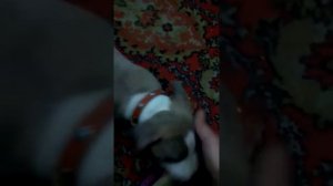 Двухмесячный амстаф