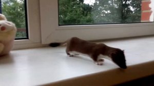 Горностай Лутта играет ✨ Домашний горностай ✨