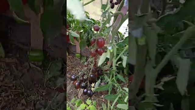 Томат Дип Пепл, томатные сливы! смотреть онлайн