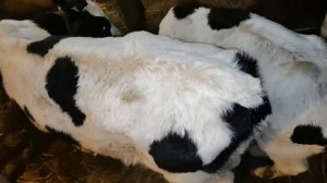 Телята на откорм. Бычки. Вес, цена.