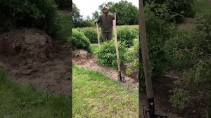 ЖИМОЛОСТЬ! Как выкопать большой куст с ягодой
