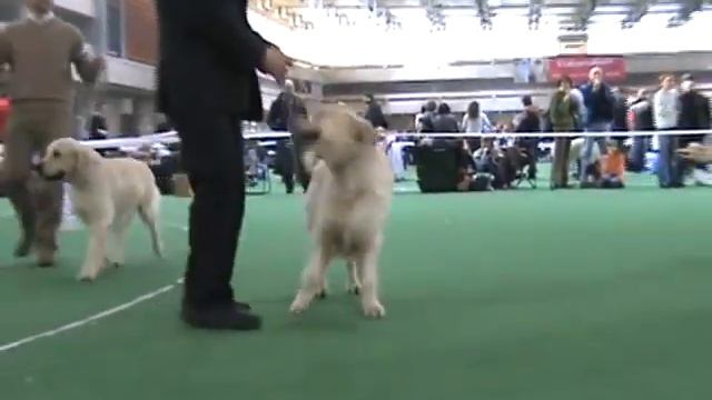 DogStatus.ru: Выставка 7 марта 2010 в ЦСКА смотреть онлайн