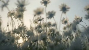 ФУТАЖ Полевые ромашки