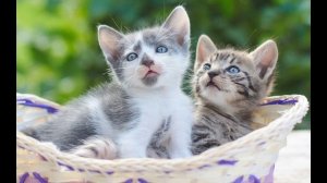 ✅МЯУКАНЬЕ КОТЯТ плачут зовут МАМУ звуки для КОШЕК (реакция 100%)