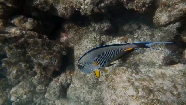 Их оставили на необитаемом острове выживать_Водоплавающие свиньи на Багамах смотреть онлайн