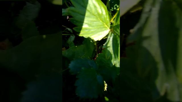 Зенга Зенгана на 20.06.2021. смотреть онлайн